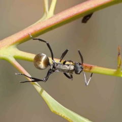 Polyrhachis ammon (Golden-spined Ant, Golden Ant) at O'Connor, ACT - 12 Jan 2023 by ConBoekel