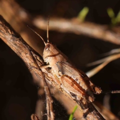 Phaulacridium vittatum (Wingless Grasshopper) at Dryandra St Woodland - 12 Jan 2023 by ConBoekel