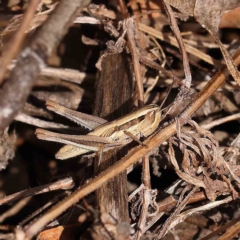 Macrotona australis (Common Macrotona Grasshopper) at Dryandra St Woodland - 12 Jan 2023 by ConBoekel