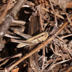 Macrotona australis at O'Connor, ACT - 13 Jan 2023 08:33 AM