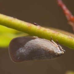 Anzora unicolor (Grey Planthopper) at Dryandra St Woodland - 15 Jan 2023 by ConBoekel