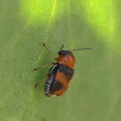 Aporocera (Aporocera) flaviventris (A case bearing leaf beetle) at Dryandra St Woodland - 15 Jan 2023 by ConBoekel