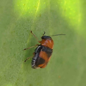 Aporocera (Aporocera) flaviventris at O'Connor, ACT - 15 Jan 2023 02:31 PM