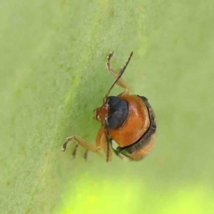 Aporocera (Aporocera) flaviventris at O'Connor, ACT - 15 Jan 2023