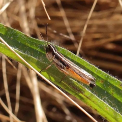 Macrotona australis (Common Macrotona Grasshopper) at O'Connor, ACT - 13 Jan 2023 by ConBoekel