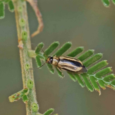 Monolepta froggatti (Leaf beetle) at Dryandra St Woodland - 15 Jan 2023 by ConBoekel