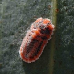 Monophlebulus sp. (genus) (Giant Snowball Mealybug) at Dryandra St Woodland - 15 Jan 2023 by ConBoekel