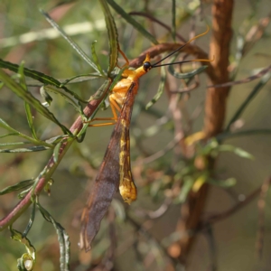 Nymphes myrmeleonoides at O'Connor, ACT - 13 Jan 2023