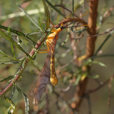 Nymphes myrmeleonoides (Blue eyes lacewing) at O'Connor, ACT - 13 Jan 2023 by ConBoekel