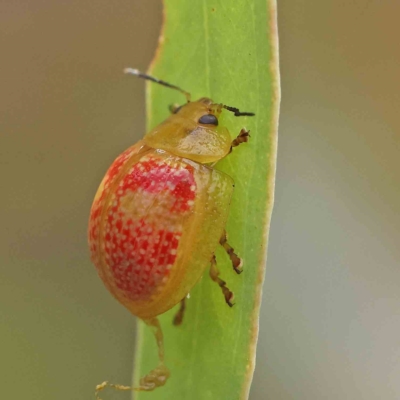Paropsisterna fastidiosa (Eucalyptus leaf beetle) at O'Connor, ACT - 15 Jan 2023 by ConBoekel