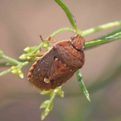 Dictyotus caenosus (Brown Shield Bug) at Dryandra St Woodland - 15 Jan 2023 by ConBoekel