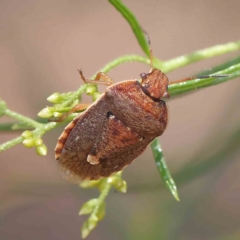 Dictyotus caenosus (Brown Shield Bug) at O'Connor, ACT - 15 Jan 2023 by ConBoekel