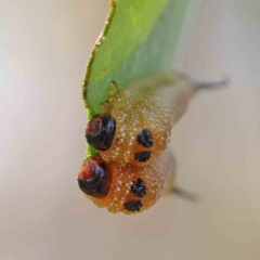 Lophyrotoma interrupta (Cattle Poisoning Sawfly) at Dryandra St Woodland - 15 Jan 2023 by ConBoekel