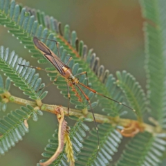 Rayieria acaciae (Acacia-spotting bug) at O'Connor, ACT - 15 Jan 2023 by ConBoekel