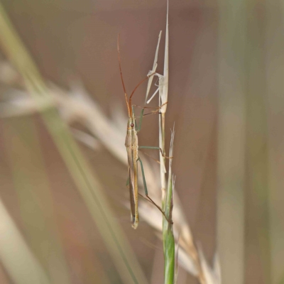 Mutusca brevicornis (A broad-headed bug) at Dryandra St Woodland - 12 Jan 2023 by ConBoekel