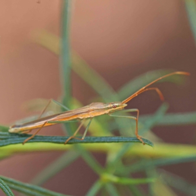 Mutusca brevicornis (A broad-headed bug) at Dryandra St Woodland - 15 Jan 2023 by ConBoekel