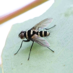 Trigonospila sp. (genus) (A Bristle Fly) at Dryandra St Woodland - 15 Jan 2023 by ConBoekel