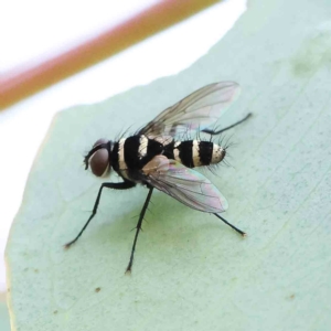 Trigonospila sp. (genus) at O'Connor, ACT - 15 Jan 2023