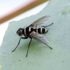 Trigonospila sp. (genus) at O'Connor, ACT - 15 Jan 2023