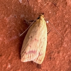 Heteroteucha occidua (A concealer moth) at Aranda, ACT - 10 Feb 2023 by KMcCue