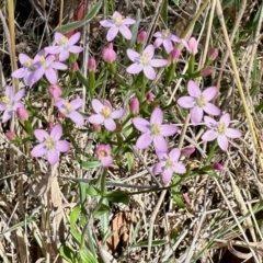 Centaurium sp. (Centaury) at Rendezvous Creek, ACT - 11 Feb 2023 by KMcCue