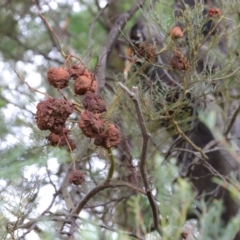 Uromycladium sp. (A gall forming rust fungus) at Oakey Hill - 10 Apr 2022 by CanberraFungiGroup