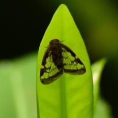 Scolypopa australis (Passionvine hopper, Fluffy bum) at ANBG - 14 Feb 2023 by Thurstan