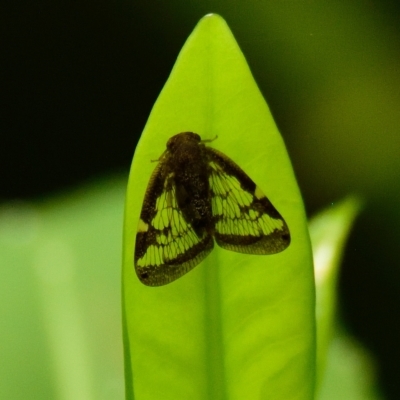 Scolypopa australis (Passionvine hopper, Fluffy bum) at GG16 - 14 Feb 2023 by Thurstan