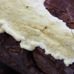 zz Polypore (shelf/hoof-like) at Oakey Hill - 10 Apr 2022 by CanberraFungiGroup