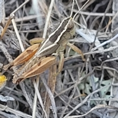 Phaulacridium vittatum (Wingless Grasshopper) at Crace Grasslands - 15 Feb 2023 by trevorpreston