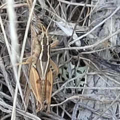 Phaulacridium vittatum at Lyneham, ACT - 15 Feb 2023