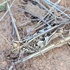 Austroicetes pusilla (Grasshopper, Locust) at Crace Grasslands - 15 Feb 2023 by trevorpreston