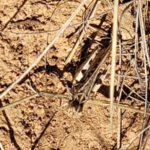 Austroicetes pusilla at Lyneham, ACT - 15 Feb 2023