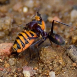 Agonoscelis rutila at Woodstock Nature Reserve - 31 Jan 2023