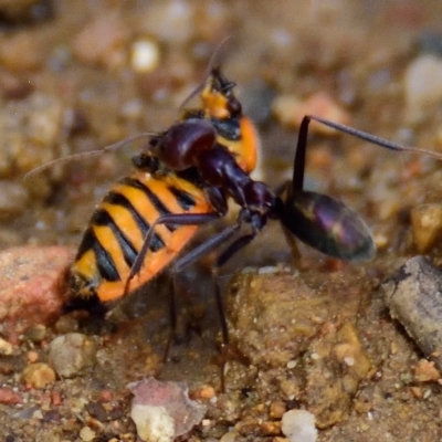 Agonoscelis rutila (Horehound bug) at Woodstock Nature Reserve - 30 Jan 2023 by Thurstan