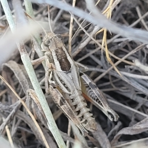 Brachyexarna lobipennis at Lyneham, ACT - 15 Feb 2023 04:30 PM