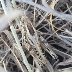 Brachyexarna lobipennis (Stripewinged meadow grasshopper) at Crace Grasslands - 15 Feb 2023 by trevorpreston