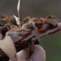 Sanguinoderma rude at Weston, ACT - 10 Apr 2022