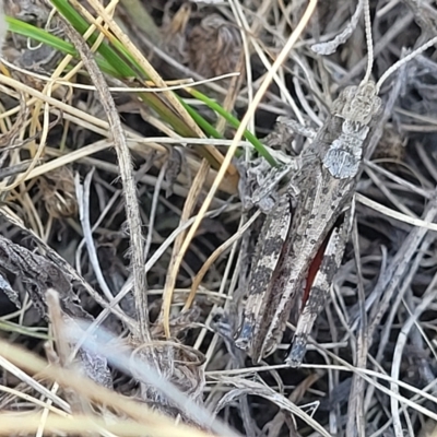 Peakesia hospita (Common Peakesia Grasshopper) at Lyneham, ACT - 15 Feb 2023 by trevorpreston