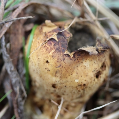 Scleroderma sp. (Scleroderma) at Curtin, ACT - 10 Apr 2022 by CanberraFungiGroup