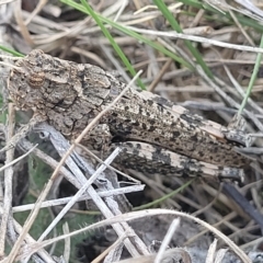 Peakesia hospita (Common Peakesia Grasshopper) at Crace Grasslands - 15 Feb 2023 by trevorpreston