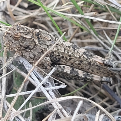 Peakesia hospita (Common Peakesia Grasshopper) at Lyneham, ACT - 15 Feb 2023 by trevorpreston