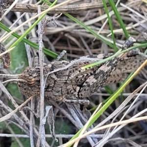 Peakesia hospita at Lyneham, ACT - 15 Feb 2023 04:24 PM