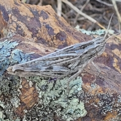 Peakesia hospita (Common Peakesia Grasshopper) at Lyneham, ACT - 15 Feb 2023 by trevorpreston