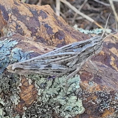 Peakesia hospita (Common Peakesia Grasshopper) at Lyneham, ACT - 15 Feb 2023 by trevorpreston