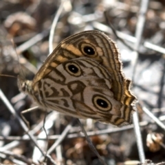 Geitoneura acantha (Ringed Xenica) at Paddys River, ACT - 15 Feb 2023 by JudithRoach