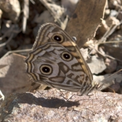 Geitoneura acantha at Paddys River, ACT - 15 Feb 2023