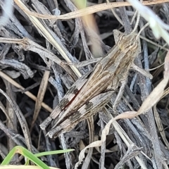 Peakesia hospita (Common Peakesia Grasshopper) at Crace Grasslands - 15 Feb 2023 by trevorpreston