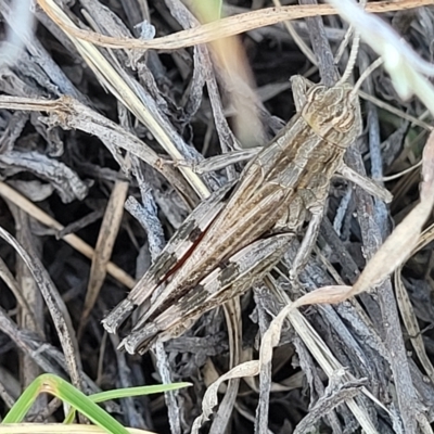 Peakesia hospita (Common Peakesia Grasshopper) at Lyneham, ACT - 15 Feb 2023 by trevorpreston