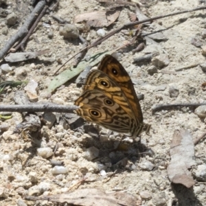 Geitoneura acantha at Paddys River, ACT - 5 Feb 2023